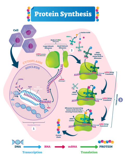 Protein synthesis vector illustration. Transcription and translation. Protein synthesis vector illustration. Labeled transcription and translation steps diagram with full cycle explanation. How body creates protein chain from cytoplasm. medical transcription stock illustrations