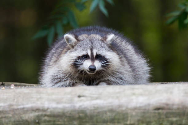 istock Raccoons in autumn 1056486616