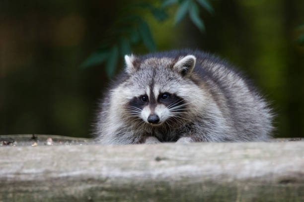 istock Raccoons in autumn 1056487518