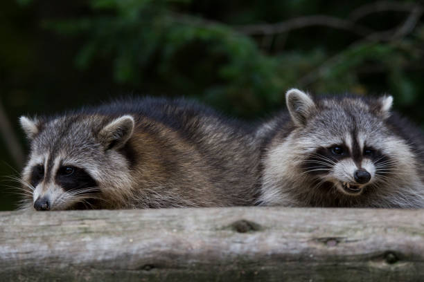 istock Raccoons in autumn 1056487752