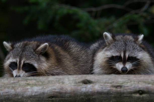 istock Raccoons in autumn 1056487826
