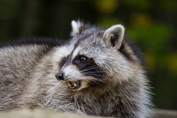 istock Raccoon portrait 1056488188