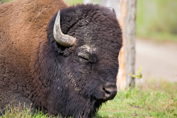 70+ Kansas Buffalo Photos Stock Photos, Pictures & RoyaltyFree Images