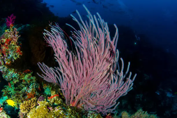 A Whipcoral in Fiji