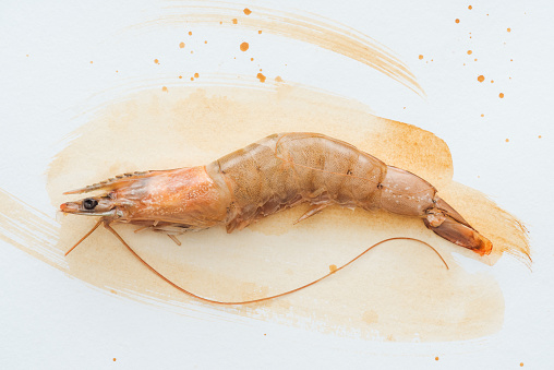 Fresh Prawn or Shrimp Isolated on white background