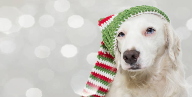 istock WEARING A STRIPED CHRISMTAS HAT. ISOLATED AGAINST COLORED AND DEFOCUSED GRAY BACKGROUND. 1056496876