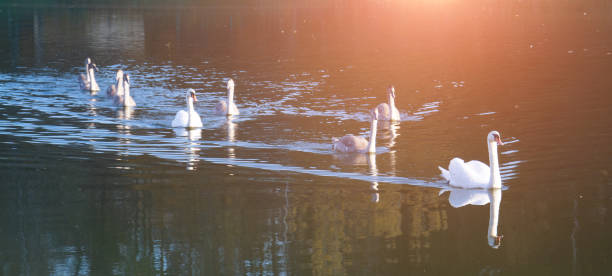 White swan family