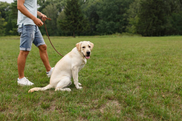 istock Young man with his friend - dog labrador 1056497434
