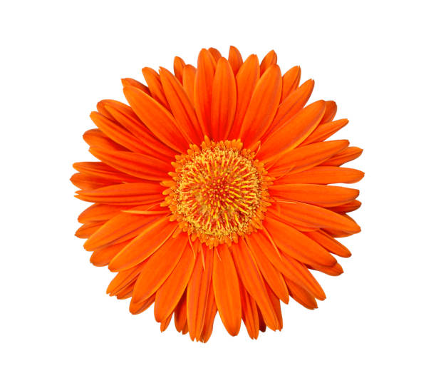 istock Orange Gerbera flower on the white background 1056497444