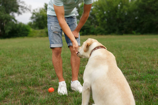 istock Young man with his friend - dog labrador 1056497552