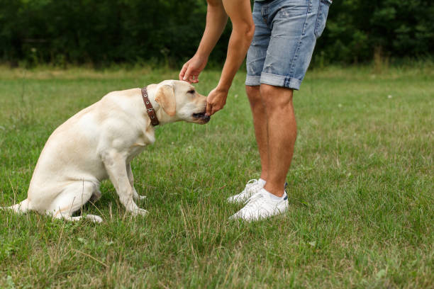 istock Young man with his friend - dog labrador 1056497718