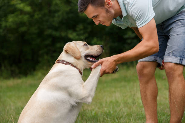 istock Young man with his friend - dog labrador 1056497870