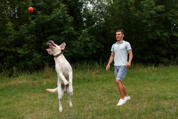 istock Young man with his friend - dog labrador 1056497894