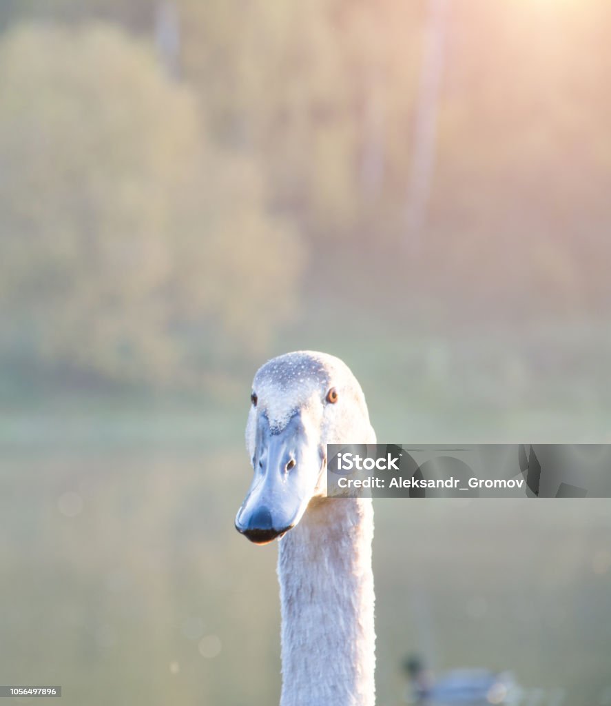 Swan head close up Swan head close up, european wildlife nature Animal Stock Photo