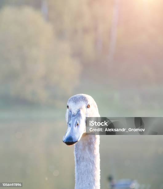 Swan Head Close Up Stock Photo - Download Image Now - Animal, Animal Body Part, Animal Eye