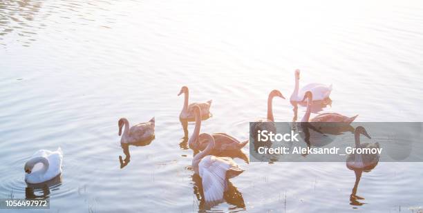 Belarus Wildlife Swan Family Stock Photo - Download Image Now - Animal, Beak, Beauty