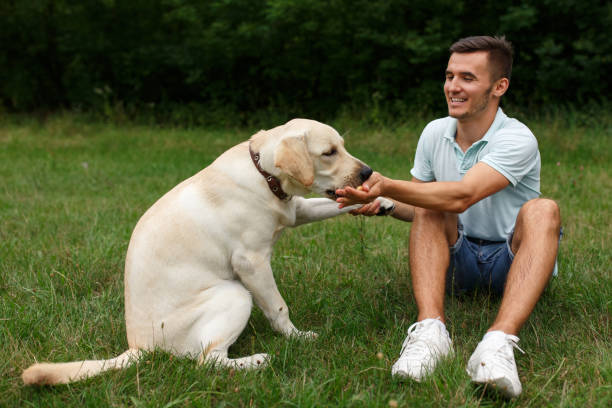 istock Young man with his friend - dog labrador 1056497986