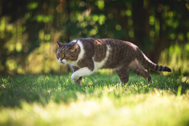 istock Cat hunting in garden 1056498294