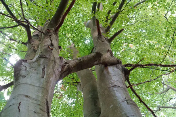 Photo of poplars, two tree trunks, old trees next to each other