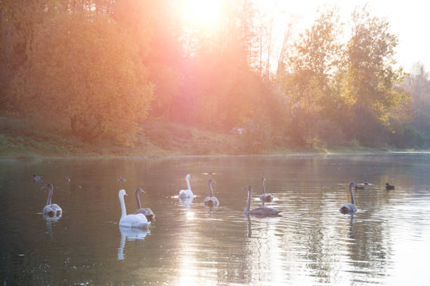istock Animal wildlife in Belarus. White swan 1056499626