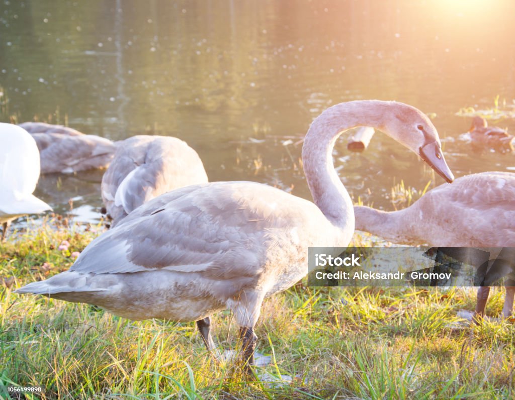 Gray swan in the grass Gray swan in the grass, Europe wildlife Animal Stock Photo