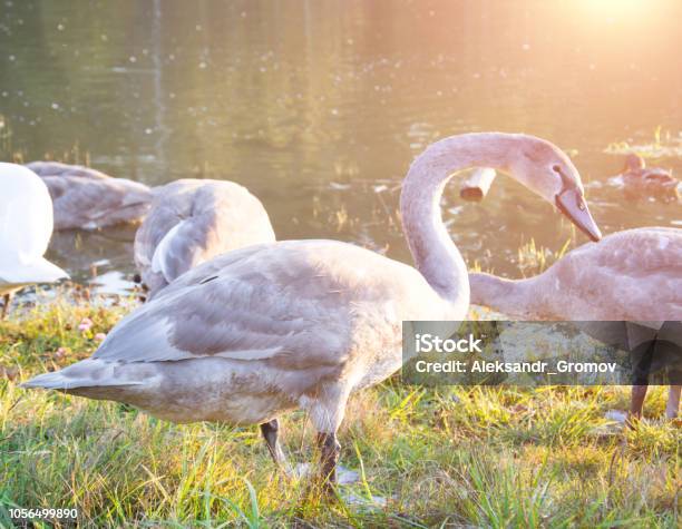 Gray Swan In The Grass Stock Photo - Download Image Now - Animal, Animal Body Part, Animal Head