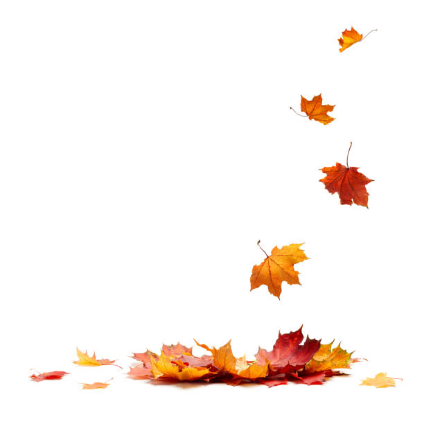 istock Isolated Autumn Leaves 1056499912