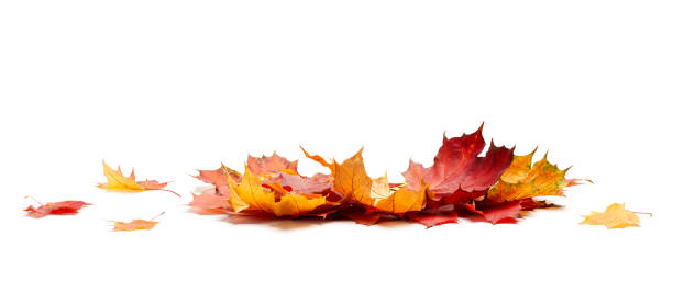 isolé des feuilles de l’automne - autumn leaf falling panoramic photos et images de collection