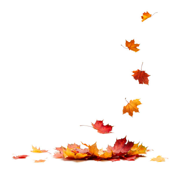 istock Isolated Autumn Leaves 1056499928