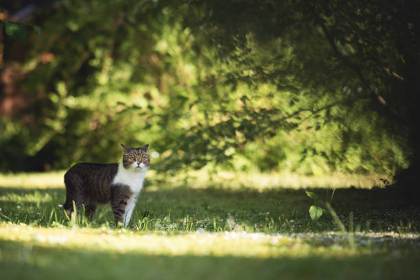 istock Cat standing in garden surrounded by botany 1056500172