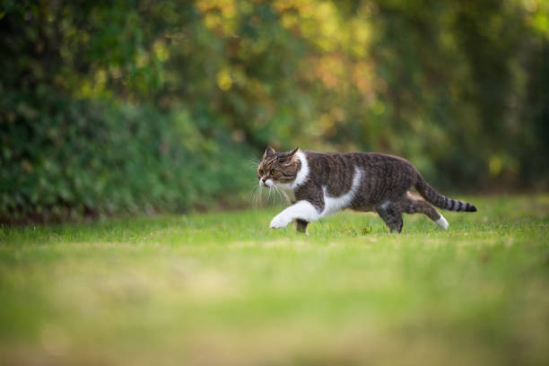 istock Cat hunting in garden 1056501938