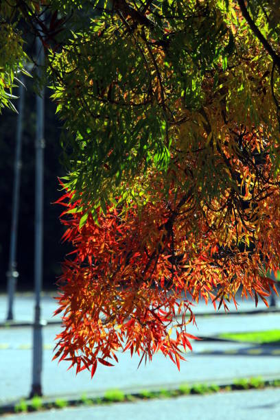istock Autumn Colourful Claret Ash Tree in public park, London, UK 1056501942