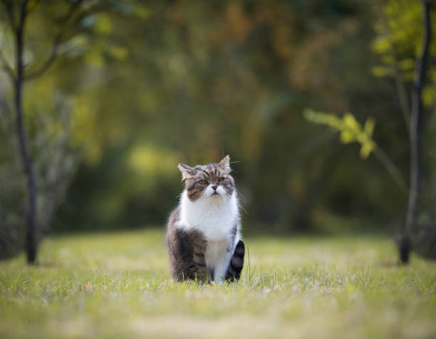 istock Cat standing in garden looking at camera 1056502018