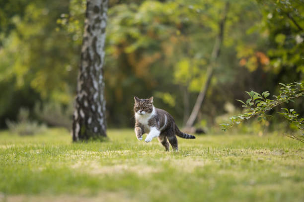 Cat on the hunt in garden british shorthair cat playing around and running through backyard cat jumping stock pictures, royalty-free photos & images