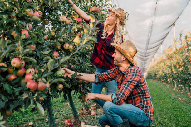 istock Couple picking fruit at apple orchard 1056502298