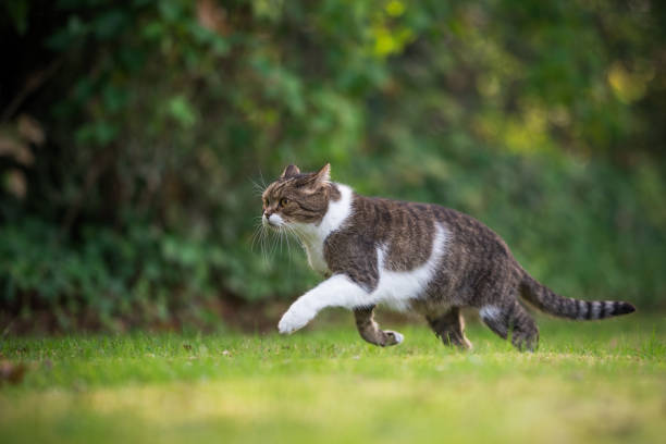 istock Cat hunting in garden 1056502346