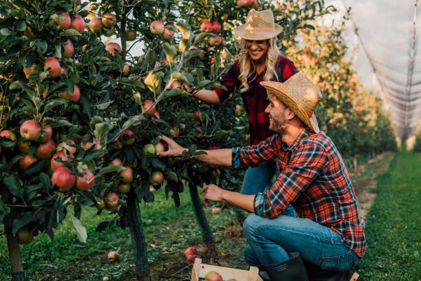 istock Couple at apple orchard 1056502402