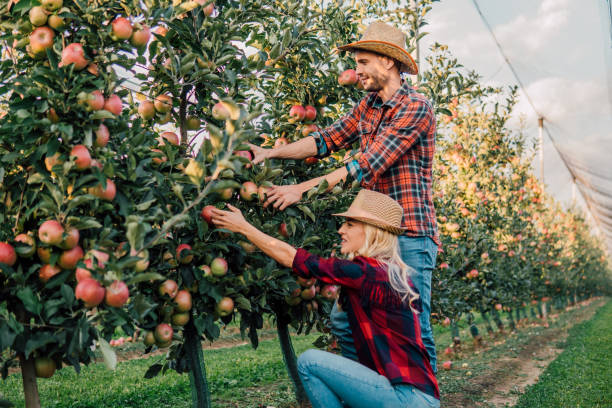 istock Man and woman picking up apples 1056502508