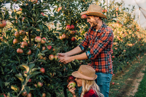 istock Couple in love picking up apples 1056502524