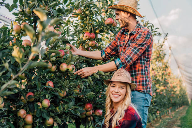 istock Young woman picking up apples with a man 1056502526