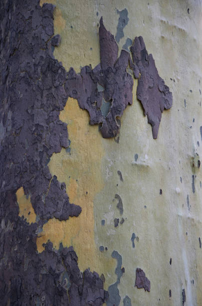 istock Wood texture. Background of a plane tree trunk. Different colors and shades. 1056506520