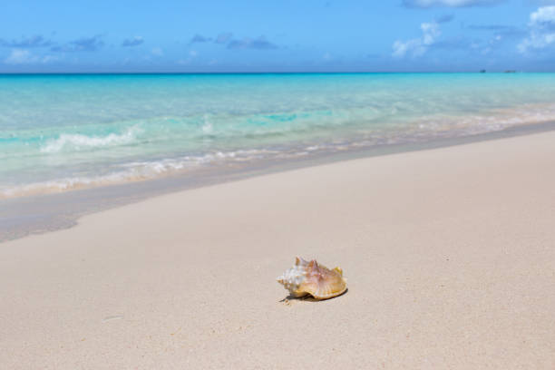 istock Conch shell with alive conch inside lays on a beach; Bahamas 1056509954