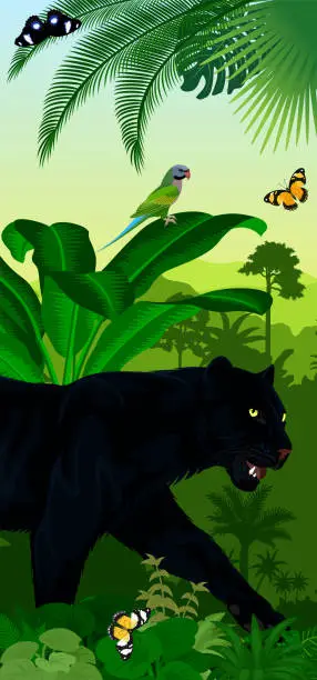 Vector illustration of Vector Jungle rainforest vertical baner with jaguar or leopard black panther, butterflies and Red-Breasted Parakeet parrot