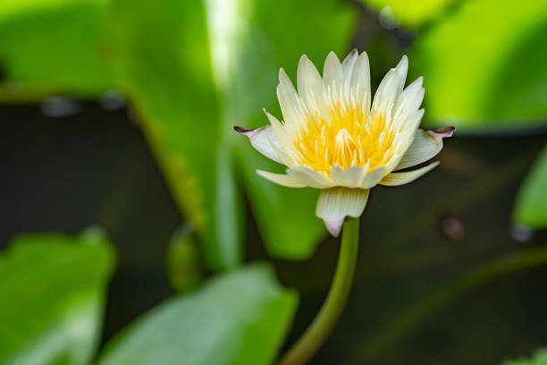 istock White lotus in home garden 1056510698