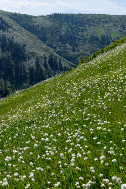 istock Eriophorum vaginatum in Mt.Nisemakihata 1056511902