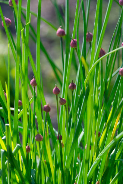 istock Green chives onion plant in spring, with flower buds 1056512088