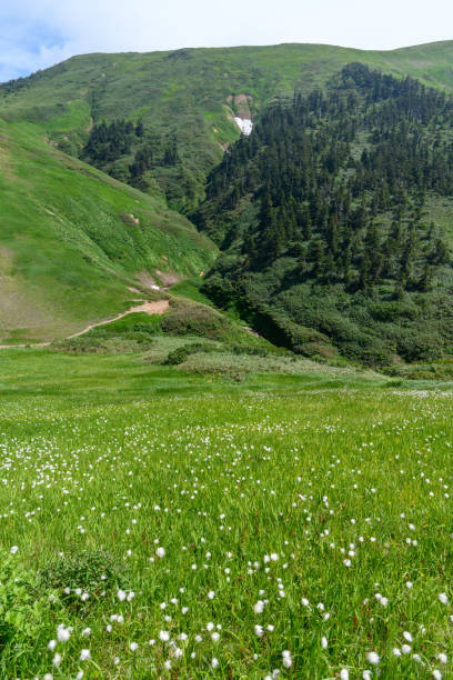 istock Eriophorum vaginatum in Mt.Nisemakihata 1056512106