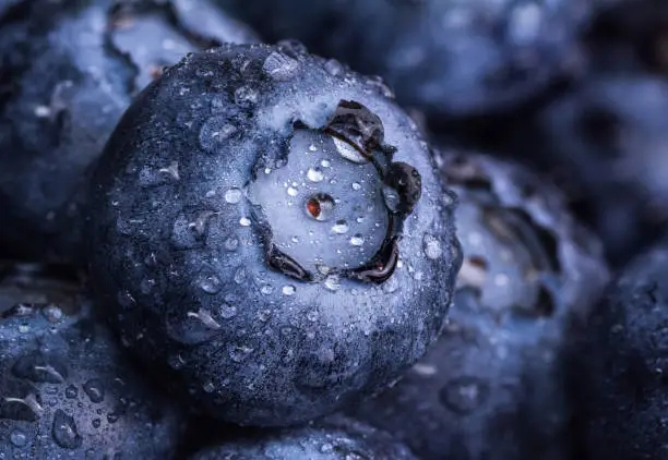 Photo of Fresh ripe blueberry with drops of dew. Berry background. Macro photo.