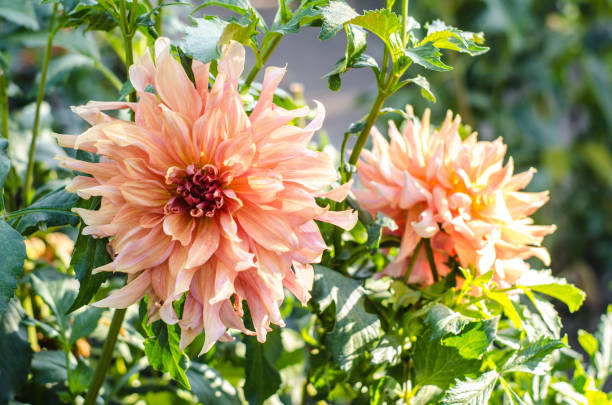 istock Orange flower blooming on green background. Autumn Chrysanthemum. 1056520170