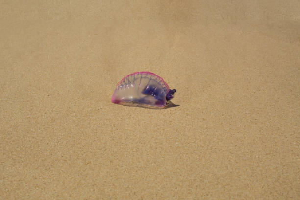 istock lilac and pink jellyfish on the sand 1056521696
